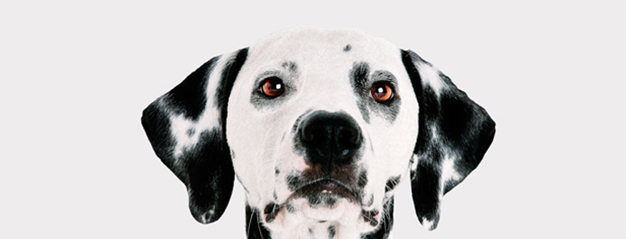 101 Dalmatians