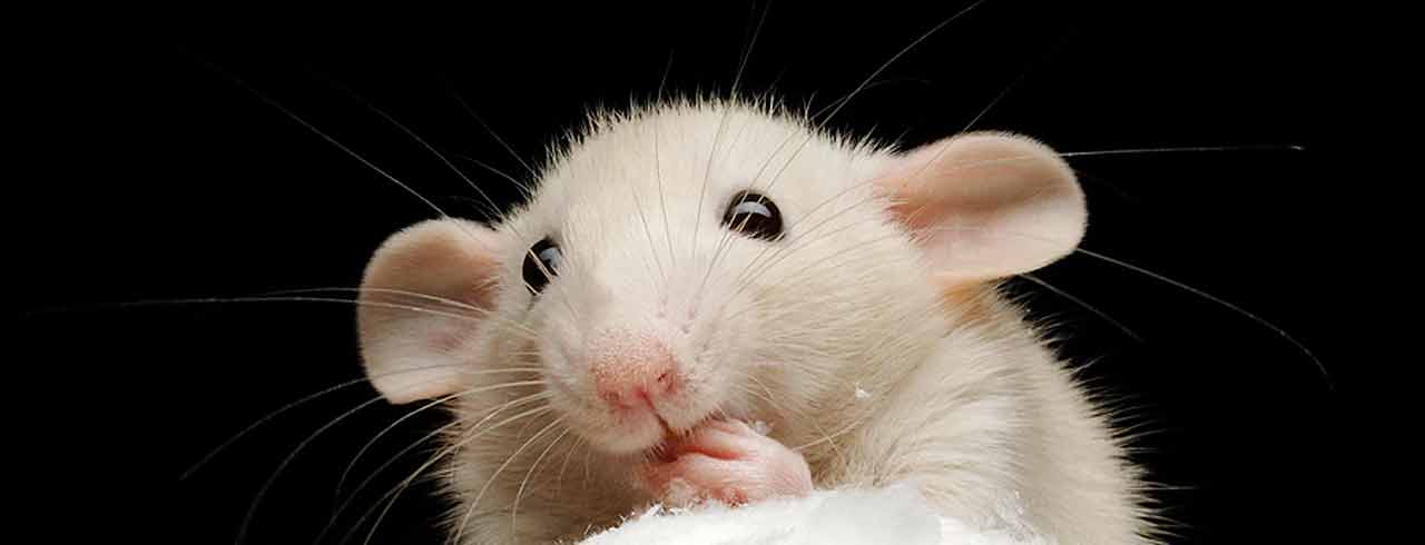 A little mouse experiences snow